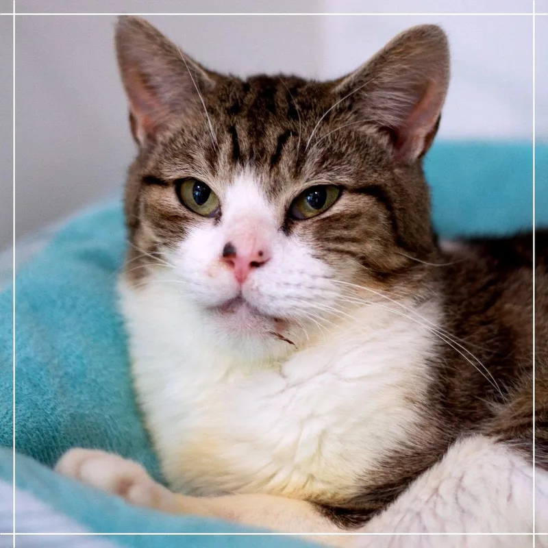 Oppenheimer thumbnail 3