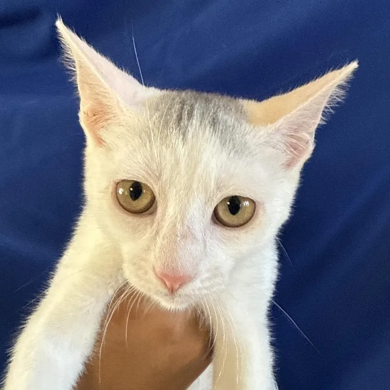 A baby small-sized female White Domestic Short Hair cat named Gwen for adoption in Santa Barbara, CA