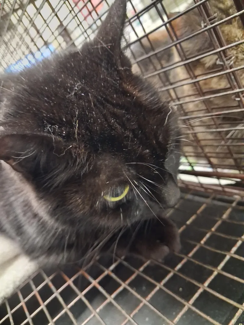 A senior large-sized female Domestic Short Hair cat named Percy for adoption in Los Angeles, CA