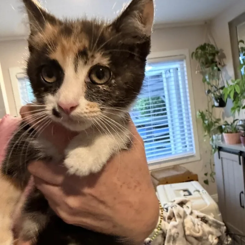 A baby small-sized female Calico Domestic Short Hair cat named Roe for adoption in Long Beach, CA