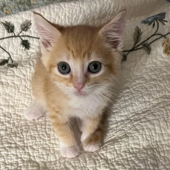 A baby small-sized male Orange / Red Domestic Short Hair cat named Chicken Nugget for adoption in Abingdon, MD