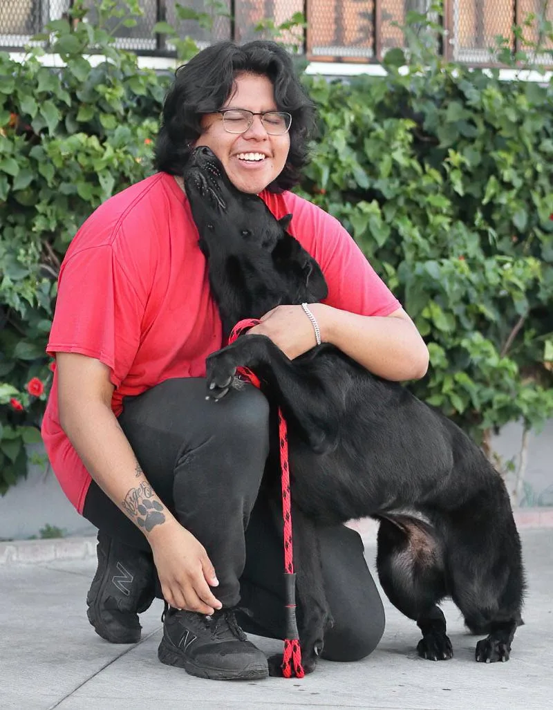 A young large-sized female Black German Shepherd Dog dog named Maya von Mahren for adoption in Los Angeles, CA