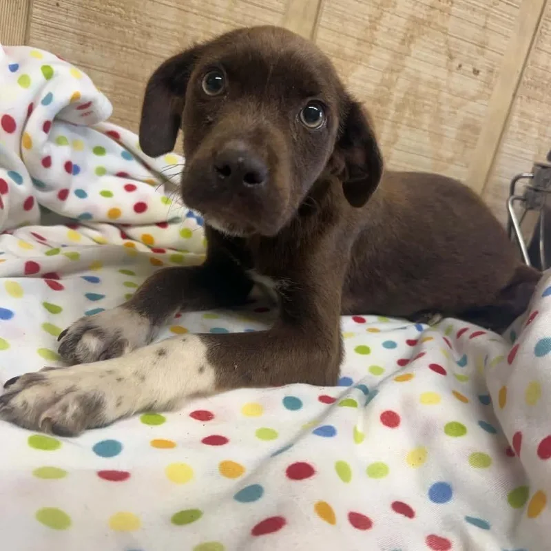 A baby small-sized male Brown / Chocolate Mixed Breed dog named Chipwich for adoption in Jersey City, NJ