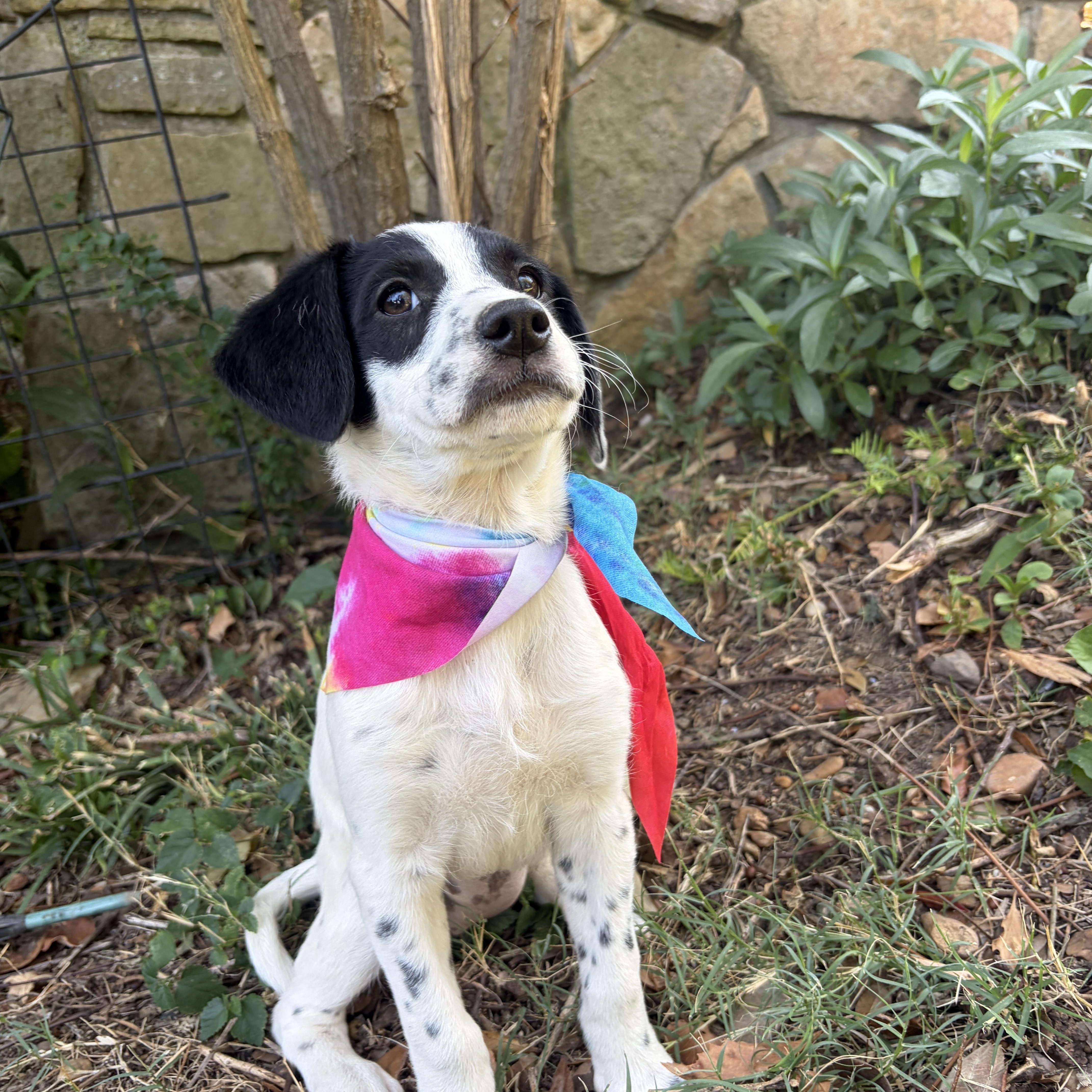 A baby medium-sized male English Springer Spaniel dog named Lincoln for adoption in Cordova, TN