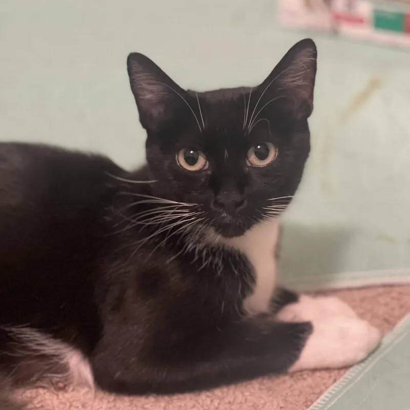 A senior medium-sized female Black Domestic Short Hair cat named Carol Brady for adoption in Tacoma, WA