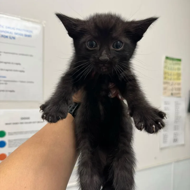 A baby small-sized male Black Domestic Short Hair cat named Habanero for adoption in Los Angeles, CA