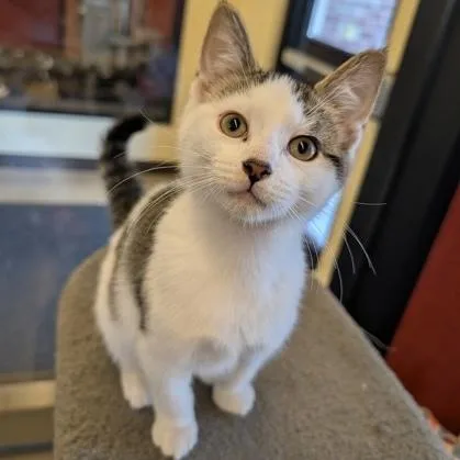 A baby small-sized male White Domestic Short Hair cat named Ferb for adoption in Rochester, MN