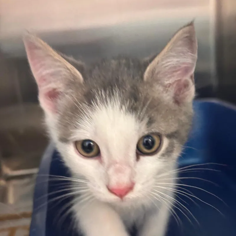 A baby small-sized male Gray / Blue / Silver Domestic Short Hair cat named Nacho Fry for adoption in Philadelphia, PA