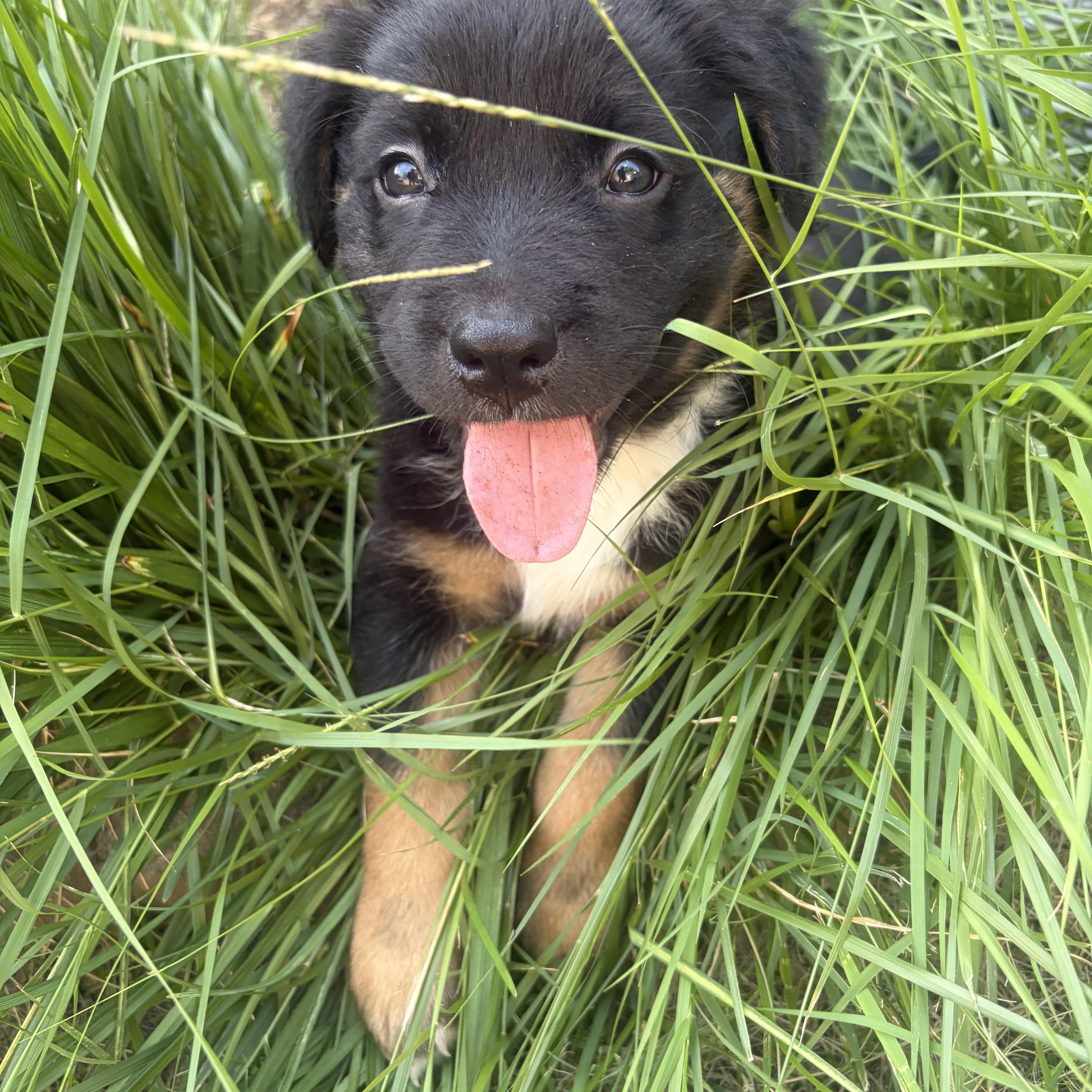 Bubba