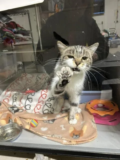 A young medium-sized female Black & White / Tuxedo Domestic Short Hair cat named Spot for adoption in Anoka, MN
