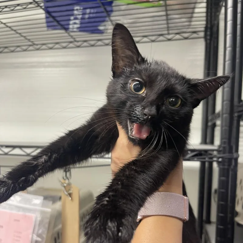 A baby small-sized female Black Domestic Short Hair cat named Eviction Notice for adoption in Valdosta , GA