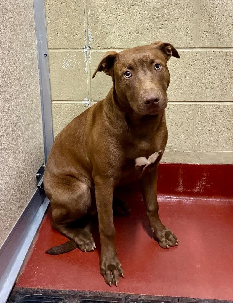 A young large-sized male Labrador Retriever dog named Shrek for adoption in Douglasville, GA