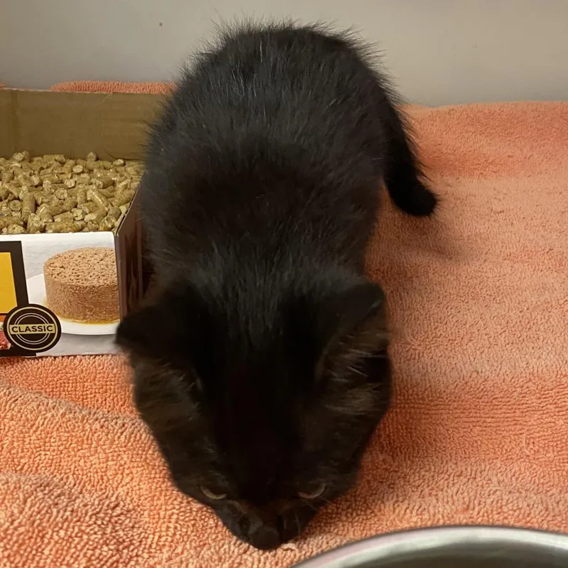 A baby small-sized male Black Domestic Short Hair cat named 72226 for adoption in Harrisonburg, VA