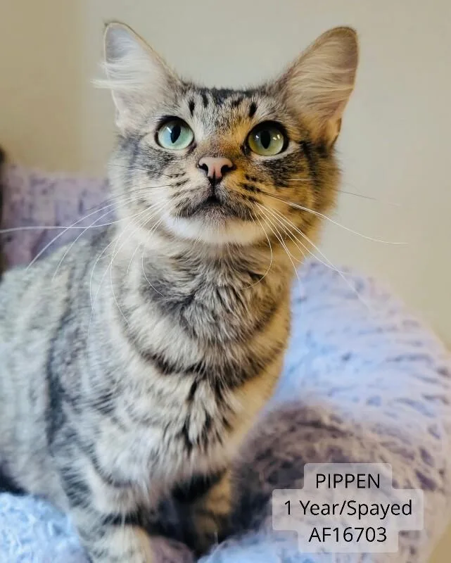 Pippen