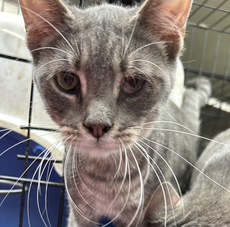 Jelly Beans thumbnail 2