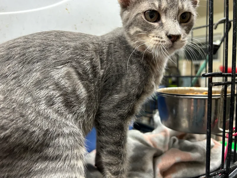 Jelly Beans thumbnail 3