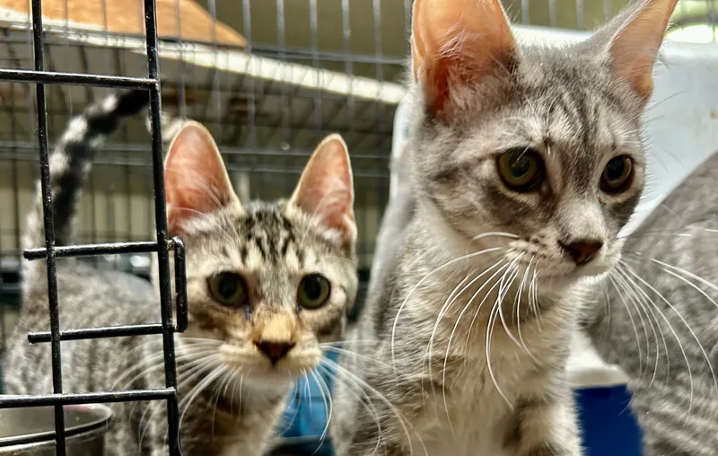 Jelly Beans thumbnail 5