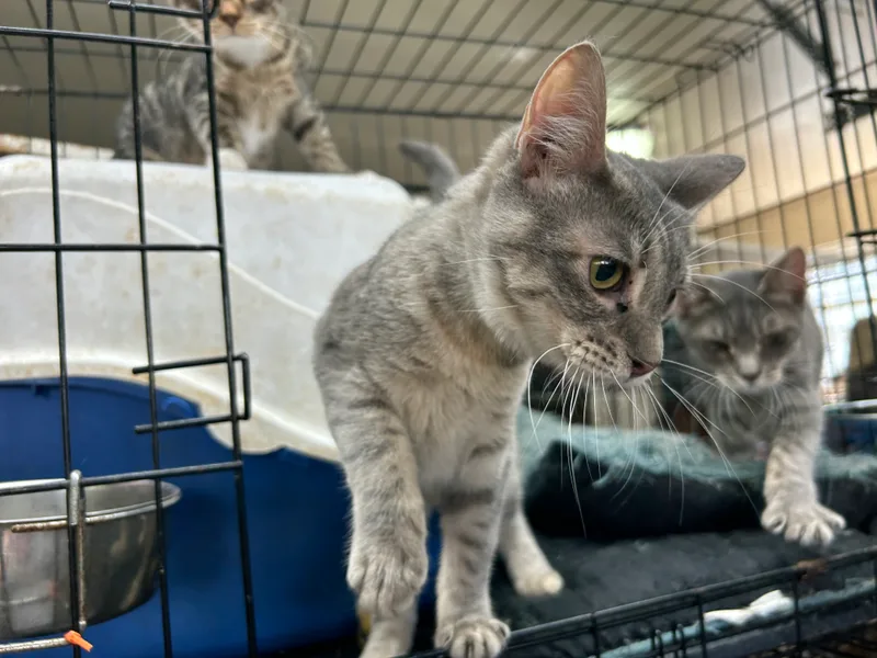 Jelly Beans thumbnail 6