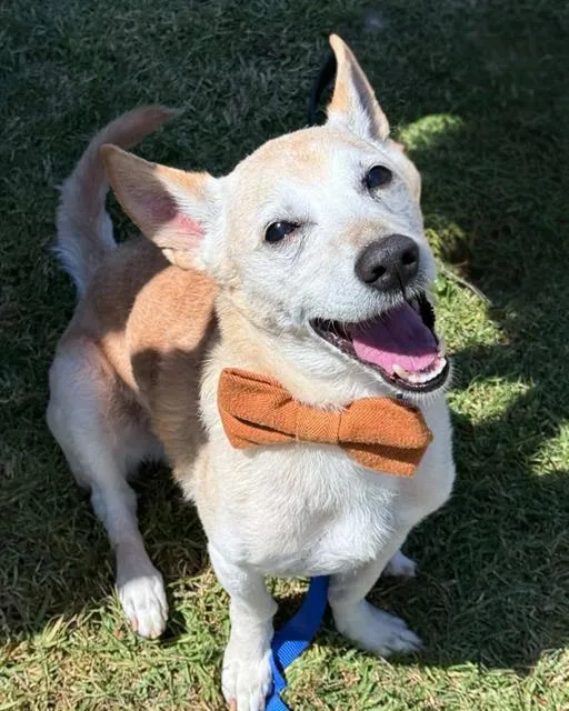 An adult medium-sized male Terrier dog named Frito for adoption in Chula Vista, CA