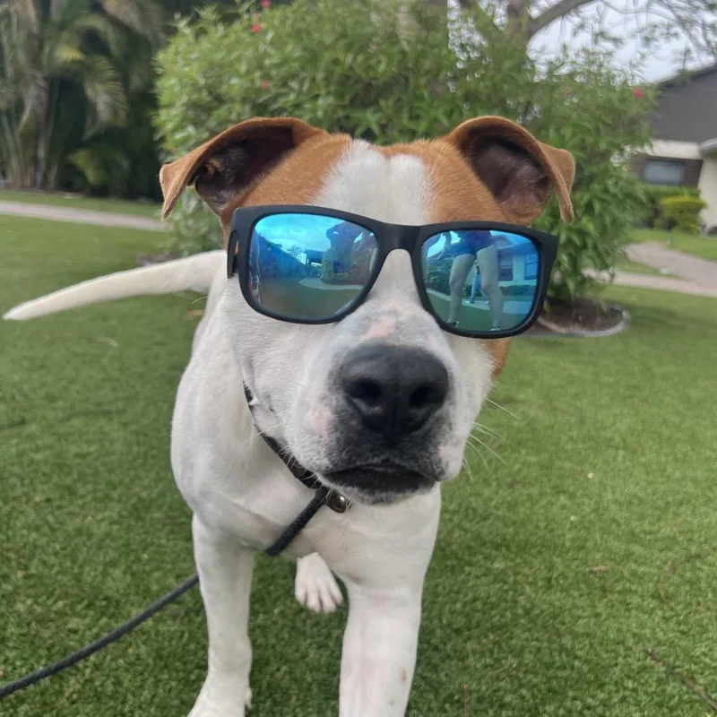 An adult large-sized male White / Cream Mixed Breed dog named Big Pete for adoption in LOXAHATCHEE, FL