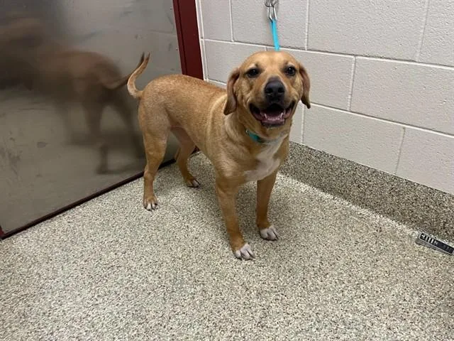 A young medium-sized female Labrador Retriever dog named Chloe for adoption in Colorado Springs, CO