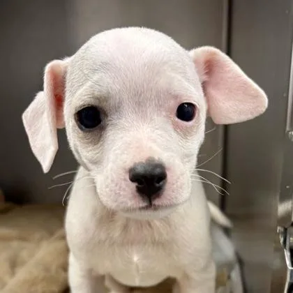 A baby small-sized male Chihuahua dog named Biscotti for adoption in Sacramento, CA
