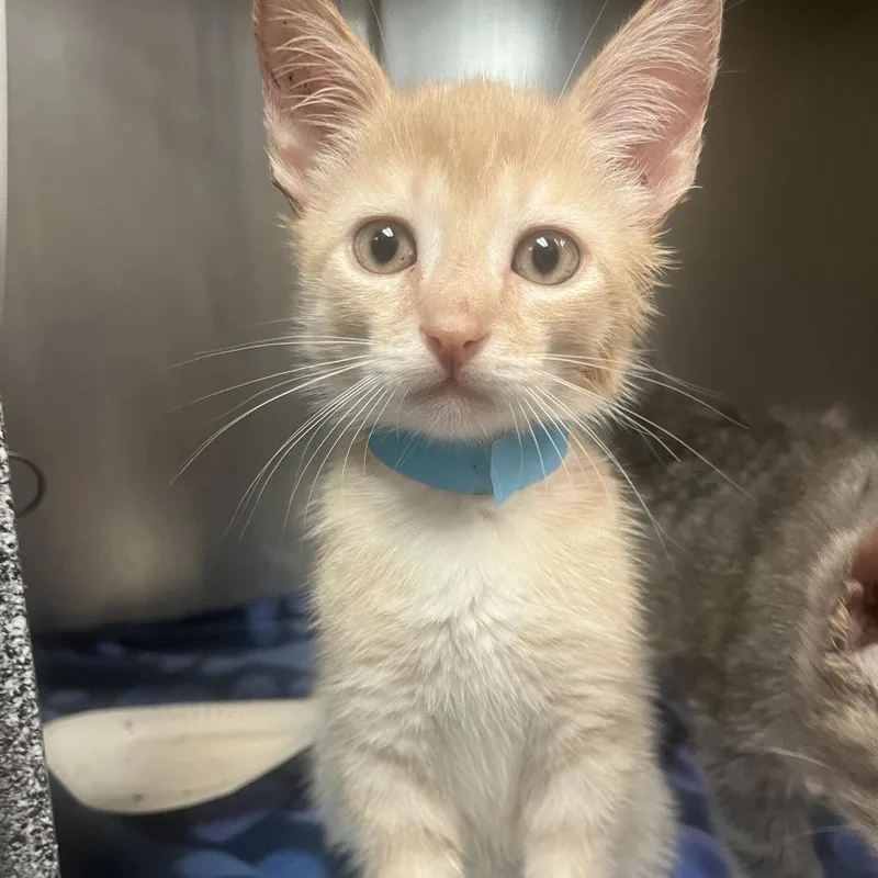 A baby small-sized male Buff / Tan / Fawn Domestic Short Hair cat named Justice for adoption in Newark, NJ