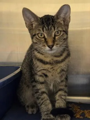 A baby small-sized male Domestic Short Hair cat named Bo for adoption in Dothan, AL