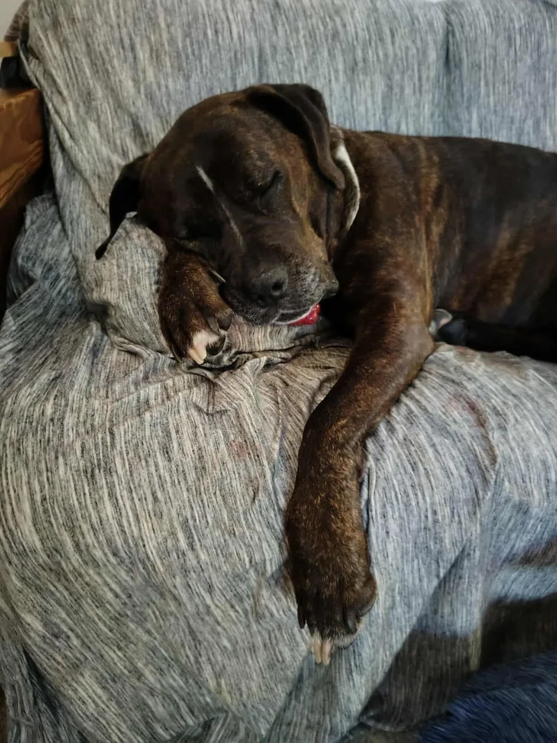 A senior large-sized female Brindle Boxer dog named Baby for adoption in Brunswick, OH