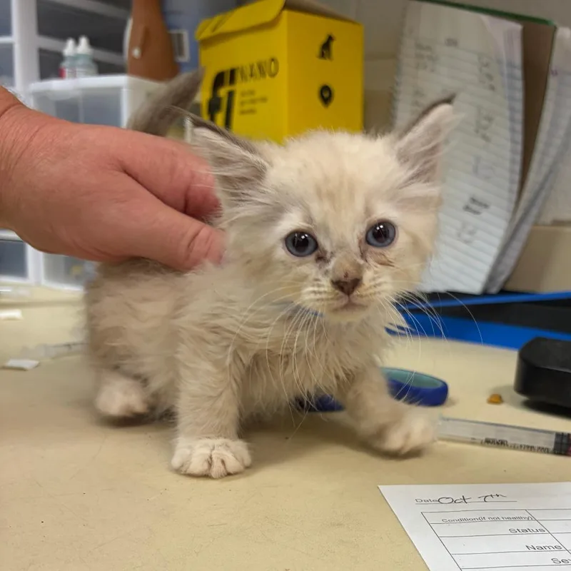 A baby small-sized male White Domestic Medium Hair cat named Sprout for adoption in Ardmore, OK