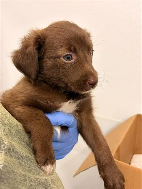 A baby medium-sized female Australian Kelpie dog named Ariel for adoption in Mesa, AZ