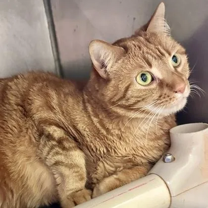 An adult medium-sized male Orange / Red Domestic Short Hair cat named Oliver for adoption in Athens, GA