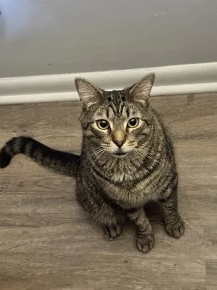 An adult large-sized male Domestic Short Hair cat named Dexter for adoption in Port Republic, MD