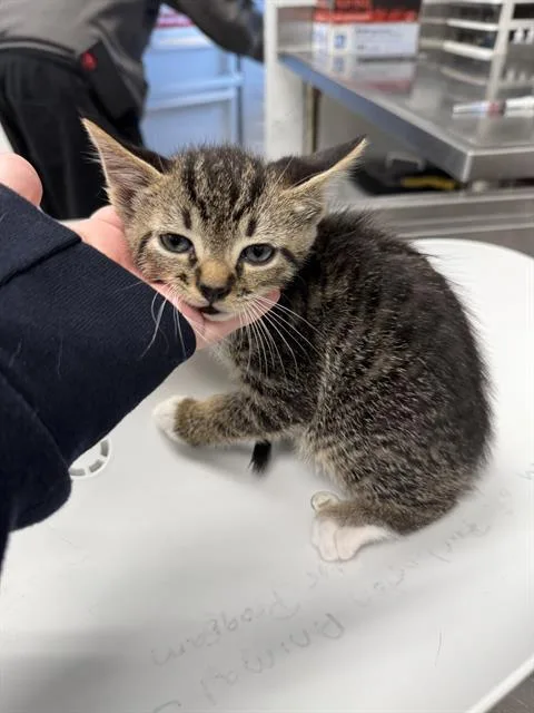 A young small-sized male Domestic Short Hair cat named Pippin for adoption in Haw River, NC
