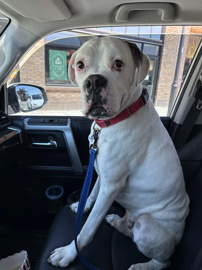 An adult large-sized male White / Cream Boxer dog named Bosco for adoption in Stanwood, WA