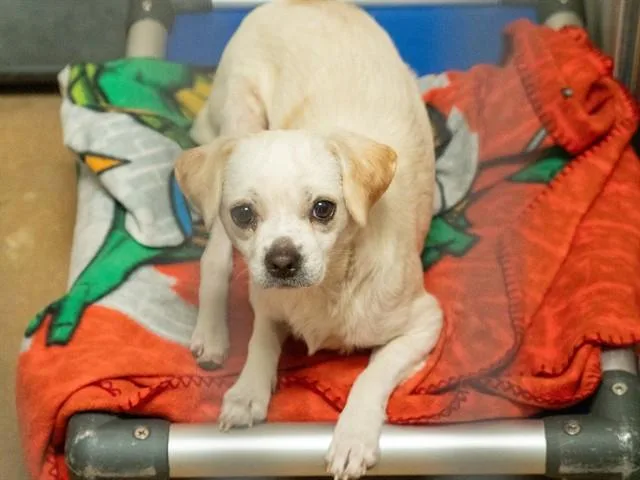 An adult small-sized male Beagle dog named Heman for adoption in Martinez, CA