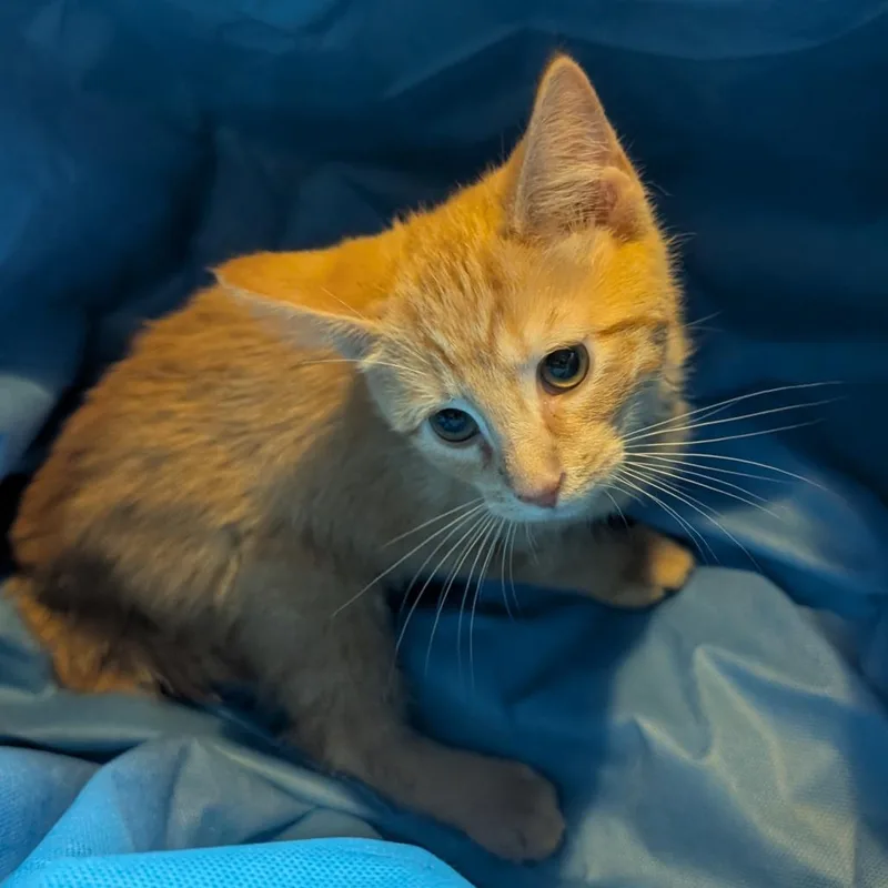 A baby small-sized male Orange / Red Domestic Short Hair cat named Scooter for adoption in Carmel, IN