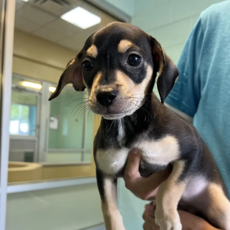 A baby small-sized female Black Mixed Breed dog named Valor for adoption in Naples, FL