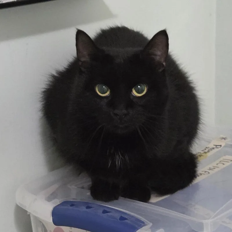 An adult medium-sized female Black Domestic Short Hair cat named Magic for adoption in Brimfield, MA