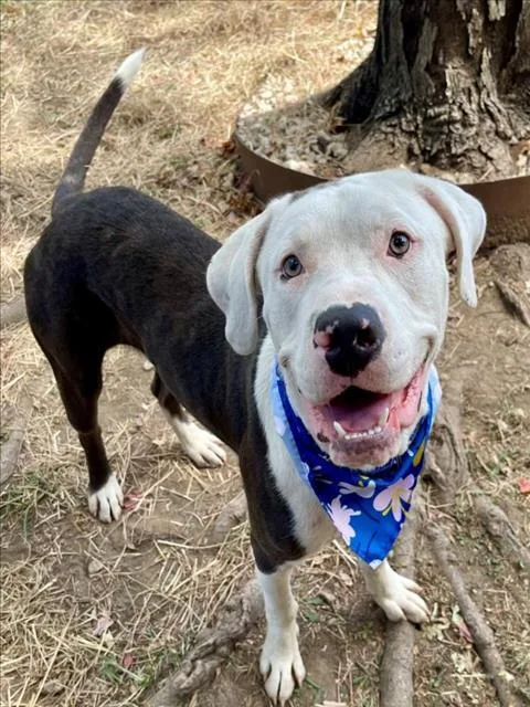 An adult large-sized male Pit Bull Terrier dog named Banjo for adoption in Tulsa, OK