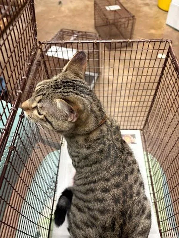 An adult small-sized male Domestic Short Hair cat named Pepsi for adoption in Austin, TX