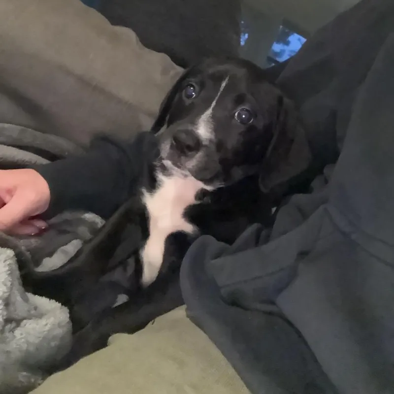 A baby large-sized female Black Labrador Retriever dog named Mae for adoption in Ferndale, MI