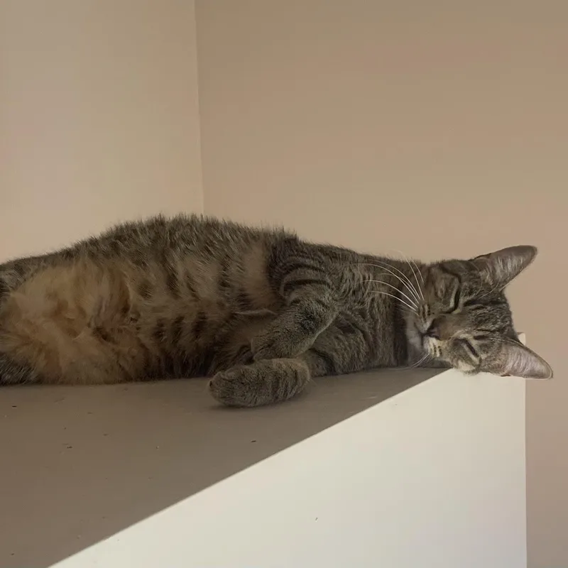 A young medium-sized female Tabby (Brown / Chocolate) Domestic Short Hair cat named Bailey for adoption in Orange, CA