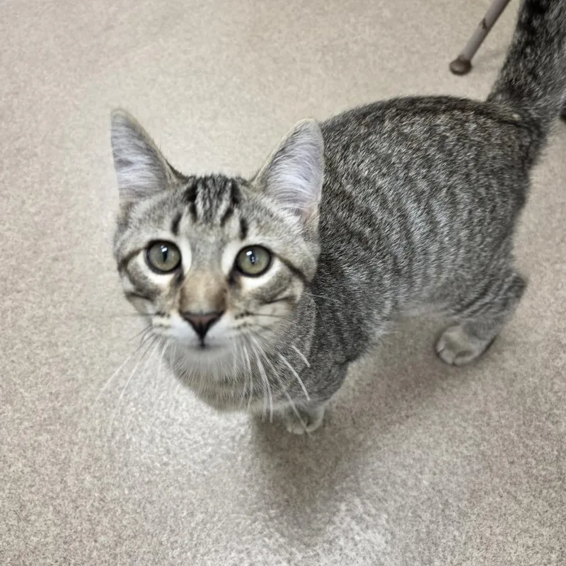 A baby medium-sized male Domestic Short Hair cat named Cauliflower for adoption in Oshkosh, WI