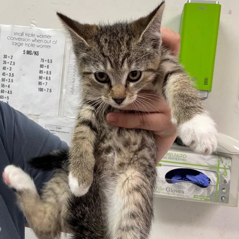 A baby small-sized female Gray / Blue / Silver Domestic Medium Hair cat named Gia for adoption in Charleston, WV
