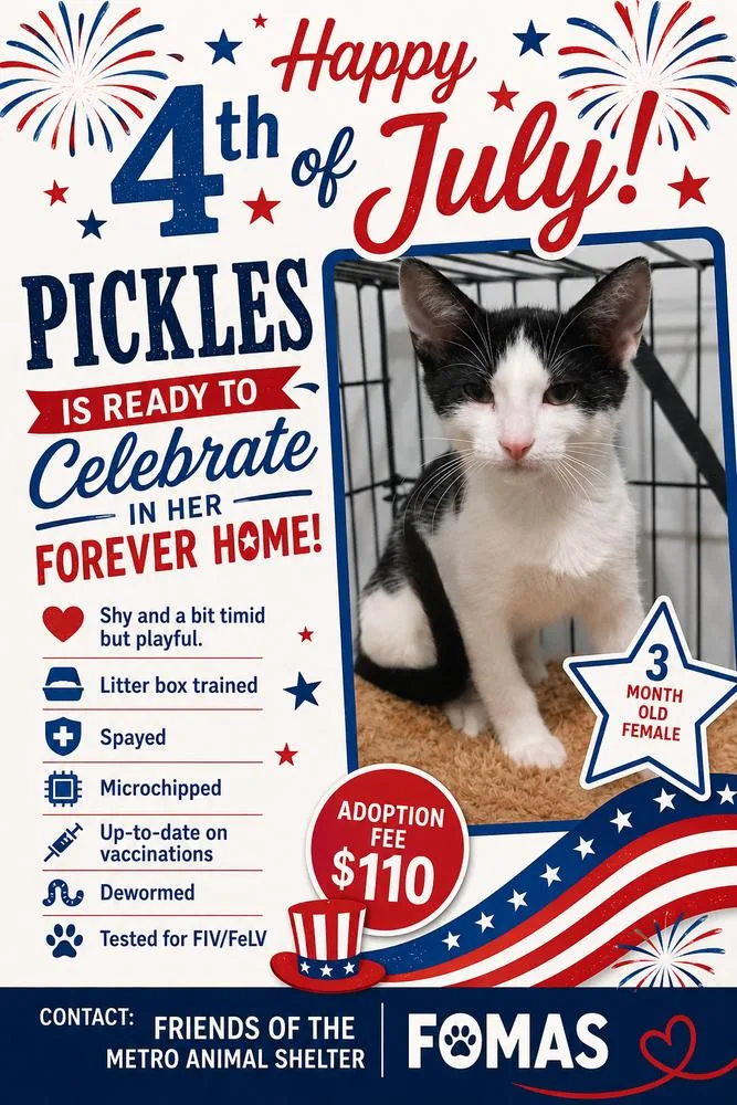 A baby small-sized female Black & White / Tuxedo Domestic Short Hair cat named Pickles for adoption in Blanchard, OK