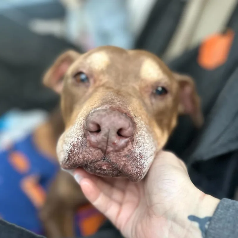 A senior medium-sized female Yellow / Tan / Blond / Fawn Pit Bull Terrier dog named Bailey for adoption in Turlock, CA
