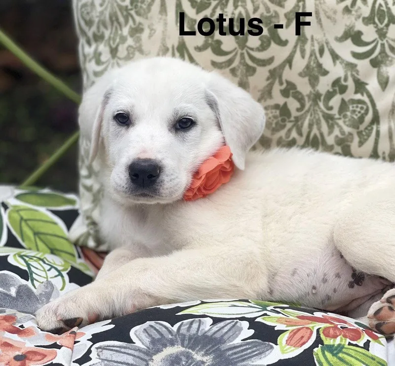 A baby large-sized female Labrador Retriever dog named A Lotus Lonestar for adoption in Rockaway, NJ