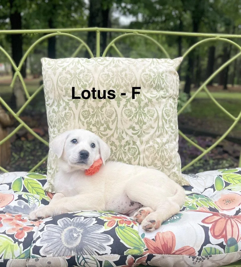 A Lotus Lonestar thumbnail 2