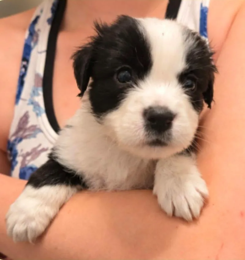 A baby medium-sized male Labrador Retriever dog named Tomb Raider for adoption in El Dorado, AR